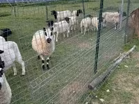 Sheep, Cerry Hill sheep — photo 6