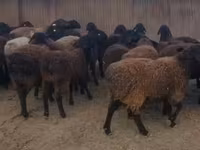 Beran, Ovce — foto 3