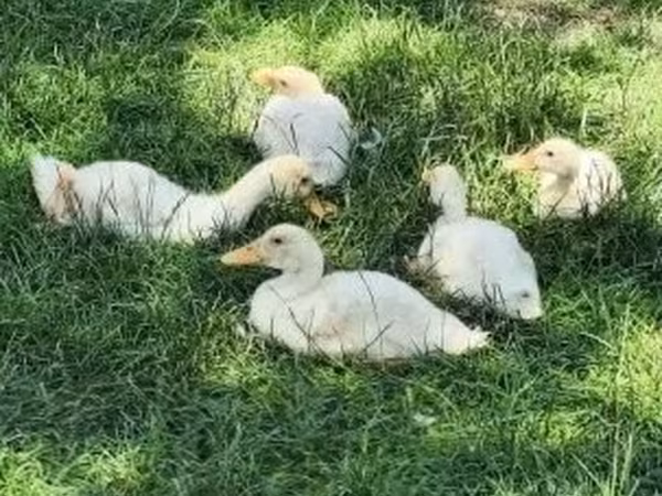 Ducks — Ungarn