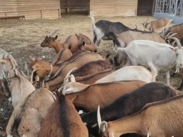 Goat, Alpine goat