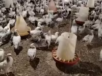 Chickens — zdjęcie 2