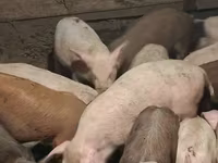 Sow, Pigs — photo 1