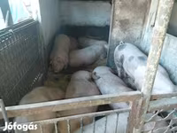Schweine (Partie, Geschlecht nicht angegeben), Schweine — Foto 3