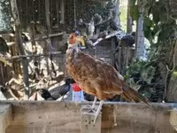 Guinea fowl — Foto 1