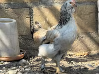 أميروكانا — الصورة 7