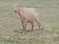 تيس, Alpine goat — الصورة 2