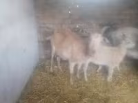 Bak, Kecskék — 4. fotó