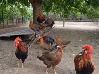Chickens — الصورة 3