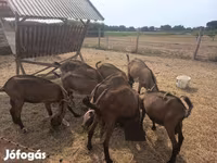 公山羊, Alpine goat — 照片 2