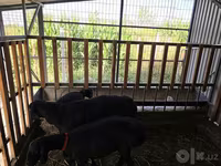 Beran, Hissar sheep — foto 2