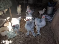 Brahma — foto 6