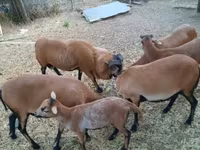 Schafe (Partie, Geschlecht nicht angegeben), Cameroon sheep — Foto 3