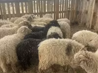 Juhok (tétel, nem megadva), Suffolk sheep — 1. fotó