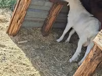 公山羊, Goats — 照片 2