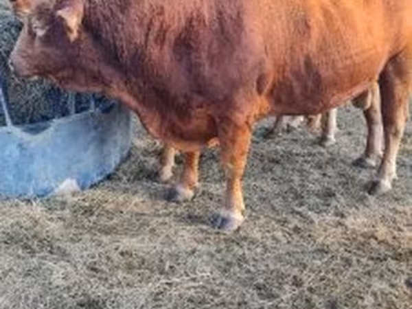 Bulle, Limousin-Kuh