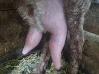 Ziegenbock, Kamori goats — Foto 7