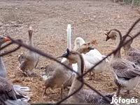 Geese — 6. fotó