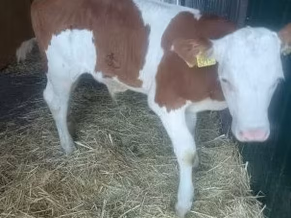 सांड, Simmental cattle