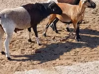 Oveja, Cameroon sheep — foto 2