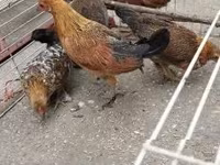 Chickens — photo 7