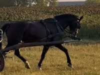 فرس, Dutch warmblood horse — الصورة 3