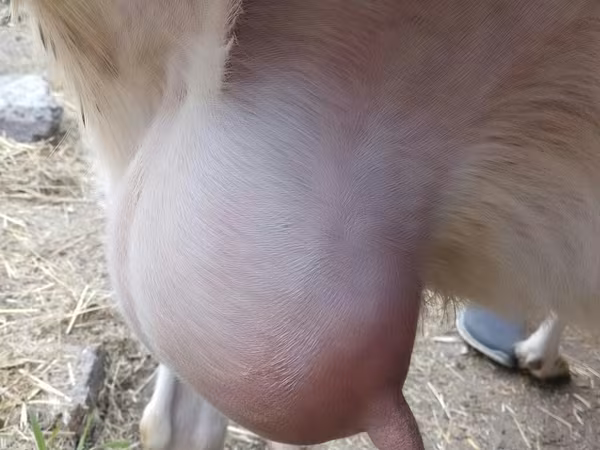 Nőstény kecske, Saanen goat