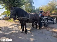 فرس, Friesian — الصورة 6