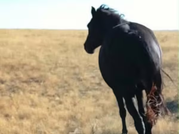 Klisna, Kazakh horse