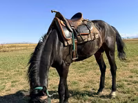 Cavalo, Karachay horse — foto 2