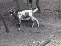 公山羊, Nubian Goat — 照片 1
