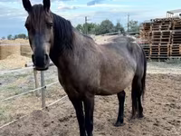 At, Hucul pony — foto 2