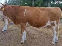 بقرة, Simmental cattle — الصورة 3