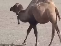 Teve, Kazakh Bactrian camel — 2. fotó