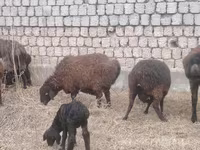 母羊, Sheep — 照片 3