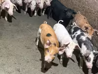 Sow, Pigs — photo 4