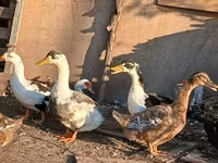 Ducks — zdjęcie 4