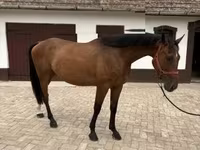 公马, Hungarian horse breed — 照片 1