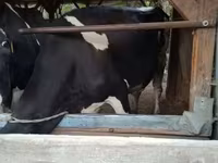 Tehén, Russian Black pied cattle — 2. fotó