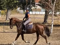 Mare, Hungarian horse breed — photo 4