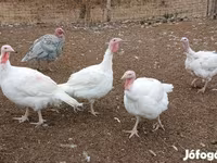 Turkeys — zdjęcie 1