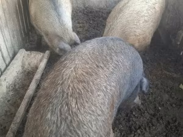 Boar,  — Hungary