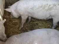 Pigs (batch, sex not specified), Крупная белая — photo 2