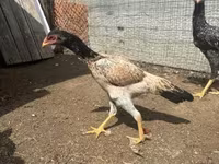 Chickens — photo 3