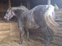Madyan, Hungarian horse breed — foto 3