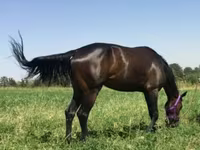 Kanca, Anglo-Arabian — 1. fotó