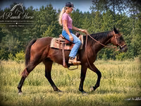 Klisna, Quarter Horse — foto 2