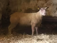 Baran, Charollais sheep — zdjęcie 2