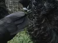 Pekin Bantam — 6. fotó