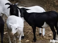 Juh, Cameroon sheep — 3. fotó