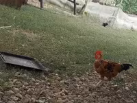 Chickens — foto 2